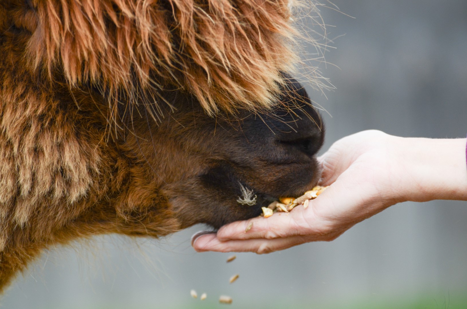 Alpaca Country