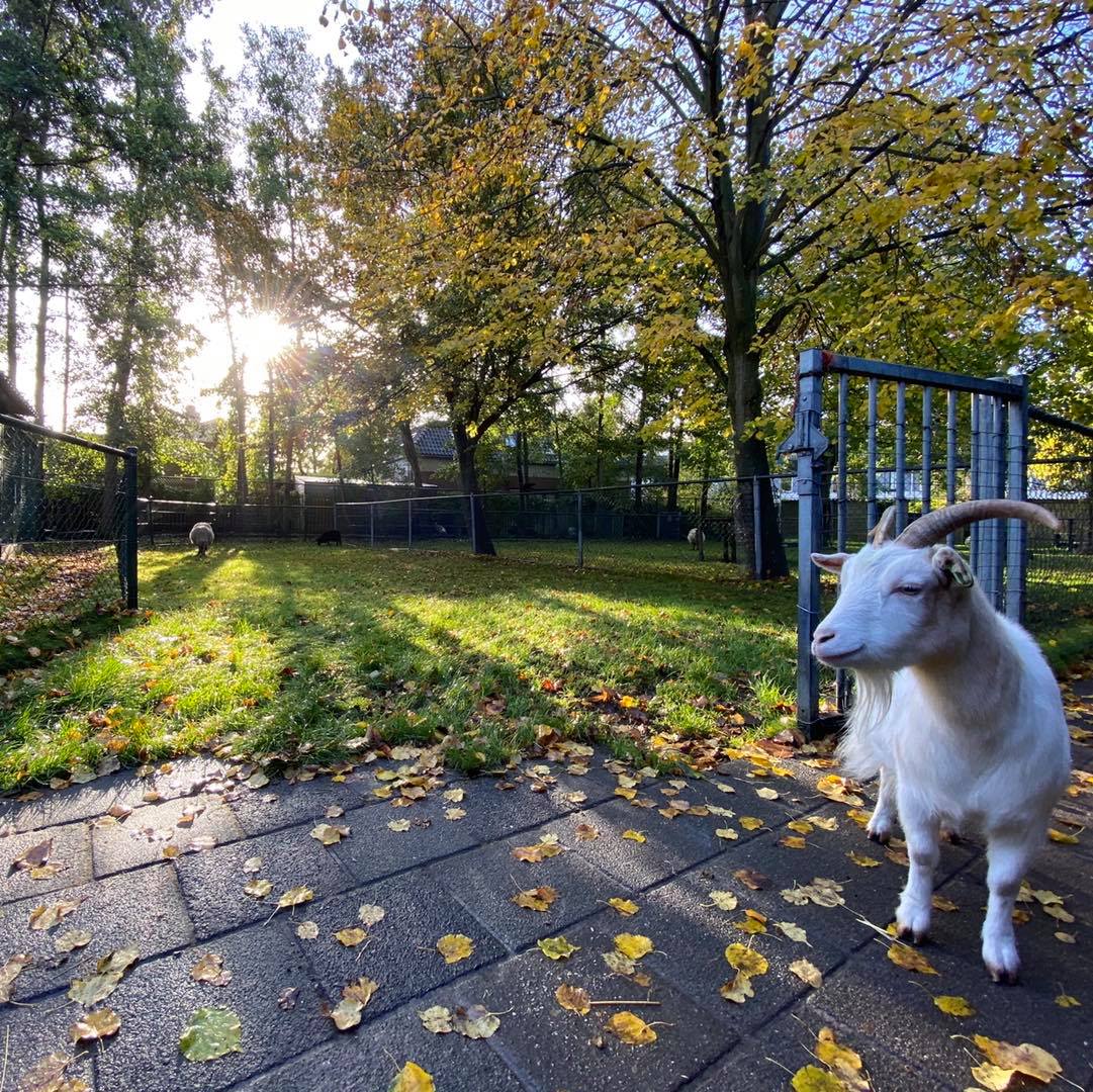 Kinderboerderij Zandberg