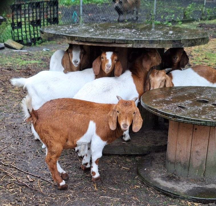 Kinderboerderij de Gele Berg